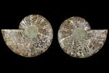 Agatized Ammonite Fossil - Madagascar #135261-1
